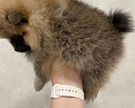 Собаки в Екатеринбурге: щеночек шпица Мальчик, 40 000 руб. - фото 2