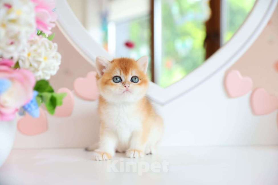 Кошки в Новосибирске: Pepita ny12 Девочка, 150 000 руб. - фото 2