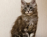 Кошки в Москве: Котята мейн-кун Мальчик, 30 000 руб. - фото 7