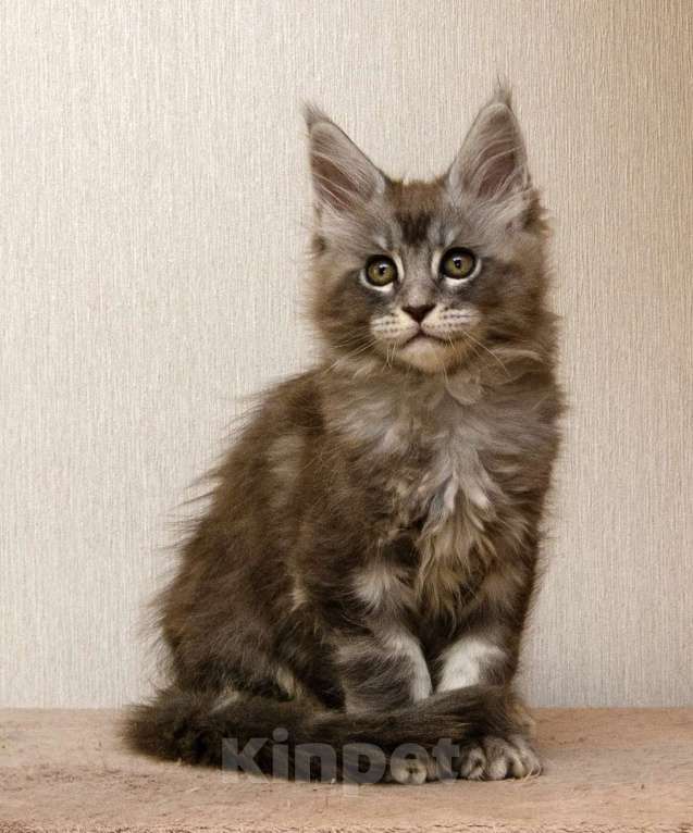 Кошки в Москве: Котята мейн-кун Мальчик, 30 000 руб. - фото 7