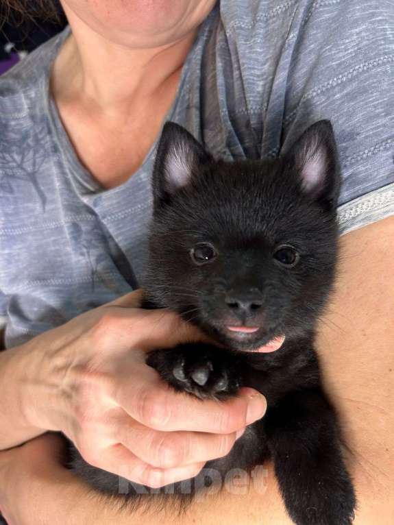 Собаки в Волгограде: Девочка Схипперке Девочка, 50 000 руб. - фото 4