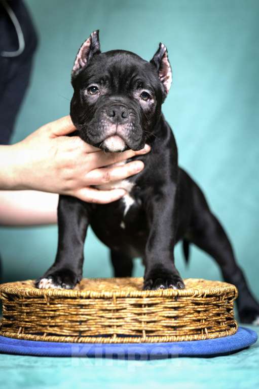 Собаки в Видном: Американский булли, мальчик Тео Мальчик, Бесплатно - фото 1