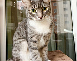 Кошки в Москве: Изящная полосатая кошечка Шурочка ищет дом, в добрые руки  Девочка, Бесплатно - фото 1