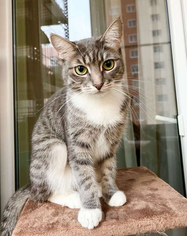 Кошки в Москве: Изящная полосатая кошечка Шурочка ищет дом, в добрые руки  Девочка, Бесплатно - фото 1