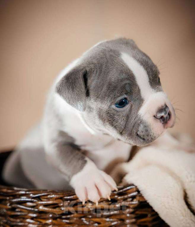 Собаки в Москве: Американский булли щенки  Мальчик, 80 000 руб. - фото 2