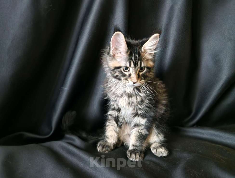 Кошки в Москве: Пресненские котята породы мейн-кун. Алекс Мальчик, 75 000 руб. - фото 1