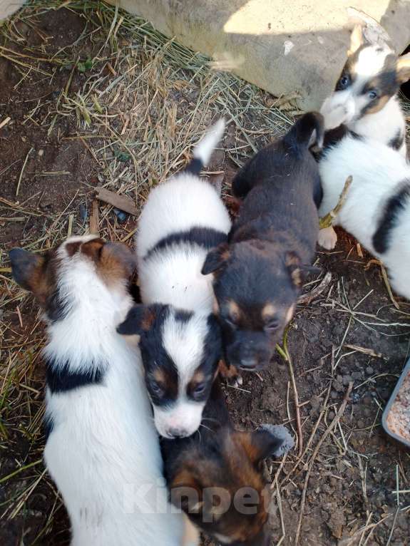 Собаки в Иркутске: Отдам щенков Мальчик, Бесплатно - фото 5