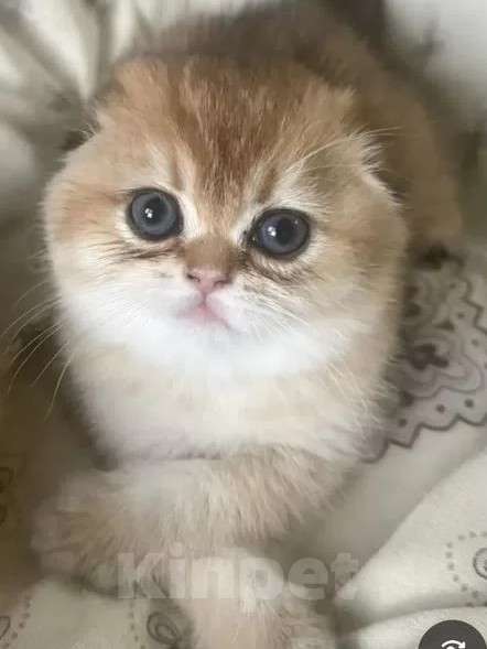 Кошки в Тольятти: Золотые шиншилы Разнополые, 35 000 руб. - фото 1