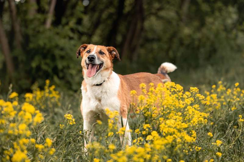 Собаки в Москве: Веснушчатый пёс Лео ищет дом Мальчик, 1 руб. - фото 2