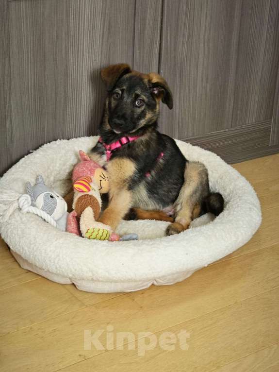 Собаки в Красногорске: Маленькая Николь 3 месяца в ищет дом  Девочка, Бесплатно - фото 2