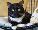 Кошки в Москве: Обаятельный Сиэтл ищет семью Мальчик, Бесплатно - фото 1