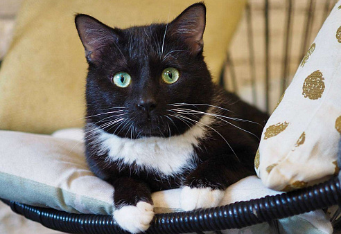 Обаятельный Сиэтл ищет семью