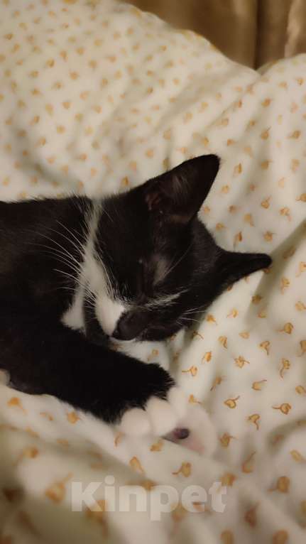 Кошки в Санкт-Петербурге: Котёнок, ручная черно-белая девочка Девочка, Бесплатно - фото 3