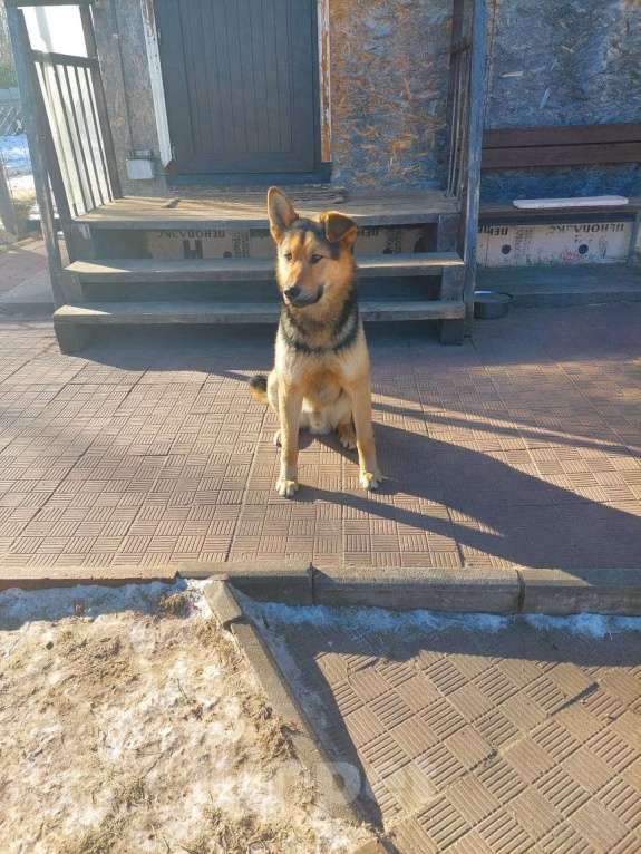 Собаки в других городах Московской области: Добряк Грэм  Мальчик, Бесплатно - фото 1