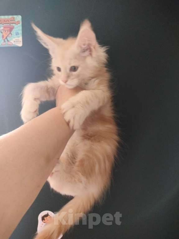 Кошки в Санкт-Петербурге: Купер Мальчик, 40 000 руб. - фото 2