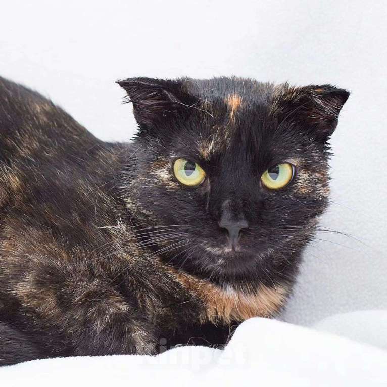 Кошки в Москве: Породистую кошечку выкинули Девочка, Бесплатно - фото 2