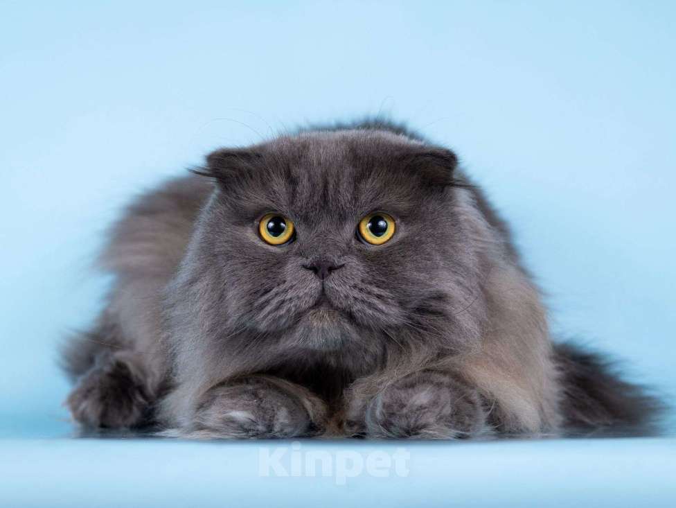 Кошки в Москве: Ласковый кот Помпон в добрые руки Мальчик, Бесплатно - фото 6