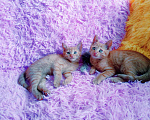 Кошки в Санкт-Петербурге: Два рыжих котенка в поисках одной семьи Девочка, 200 руб. - фото 2