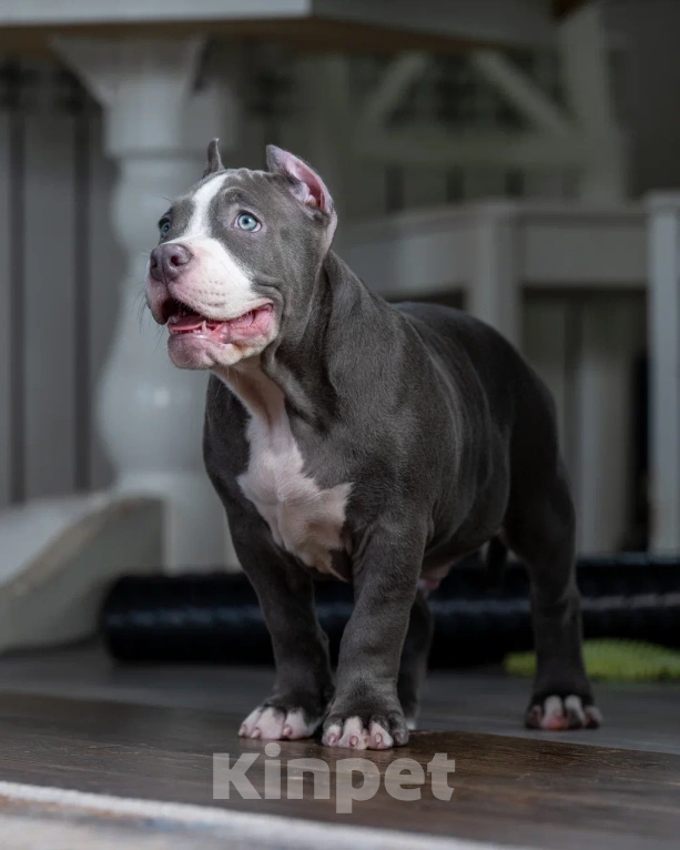 Собаки в Воронеже: Американский Булли стандарт Мальчик, Бесплатно - фото 2