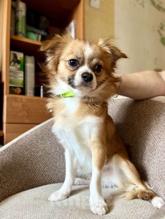 Собаки в Новосибирске: Подрощенный Кобель  Чихуахуа  Мальчик, 20 000 руб. - фото 1