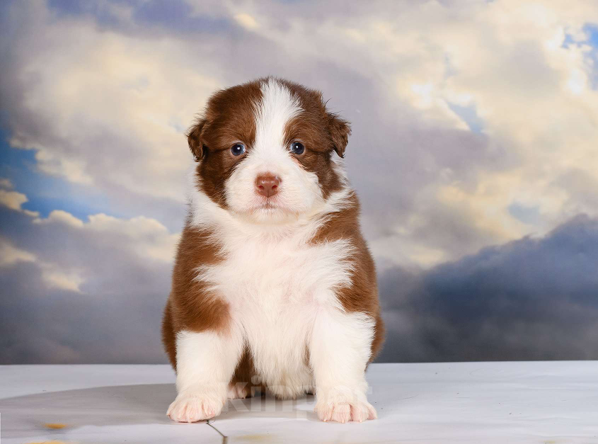 Собаки в Звенигороде: Щенки австралийской овчарки  Рождение 02.06.2025 Девочка, 60 000 руб. - фото 6