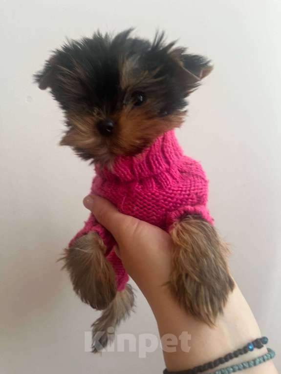 Собаки в Санкт-Петербурге: Щенки йоркширского терьера Девочка, Бесплатно - фото 3