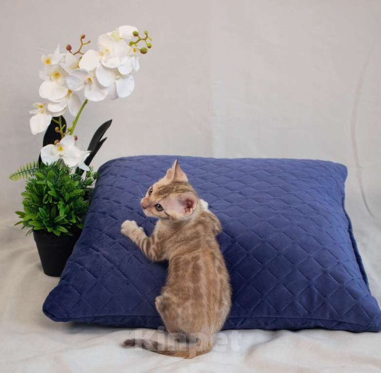 Кошки в Санкт-Петербурге: Бенгальские котята Мальчик, 50 000 руб. - фото 8