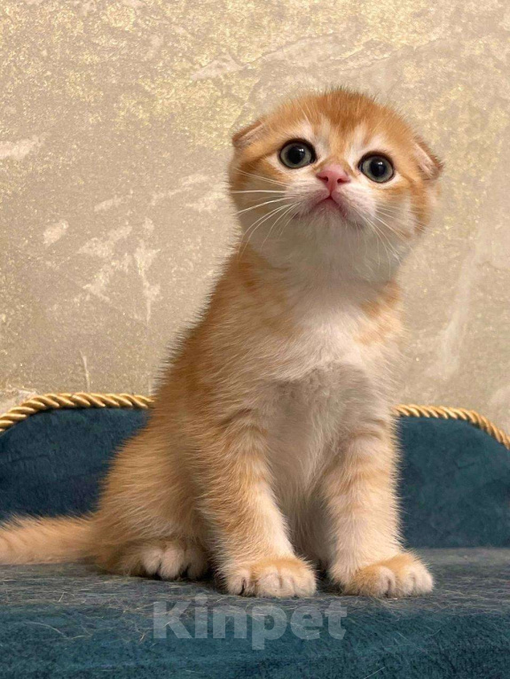 Кошки в Москве: Шотландский мальчик Мальчик, 50 000 руб. - фото 3