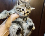 Кошки в Москве: Продаётся шотландский котёнок, скоттиш страйт, окрас вискас, девочка. Девочка, 8 000 руб. - фото 1