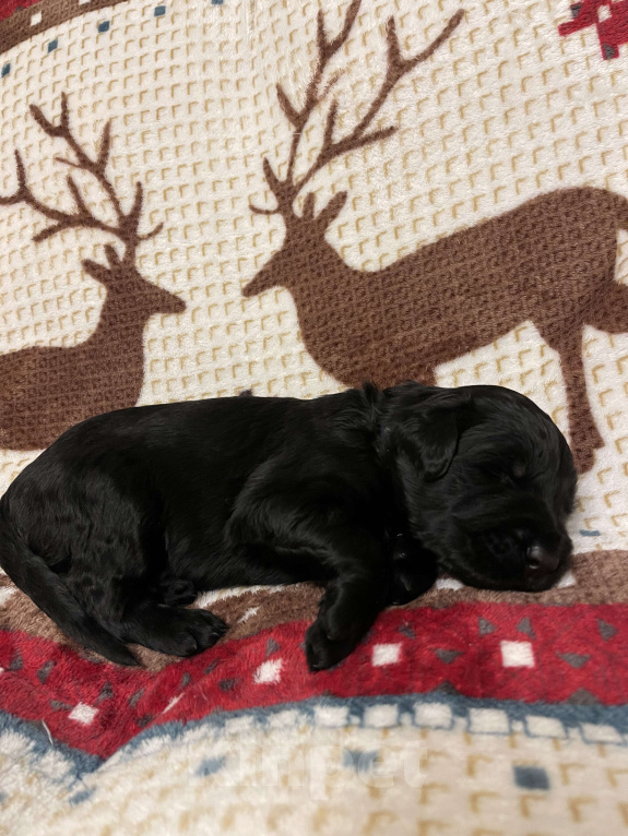 Собаки в Химках: Русский черный терьер, щенки  Девочка, 65 000 руб. - фото 7