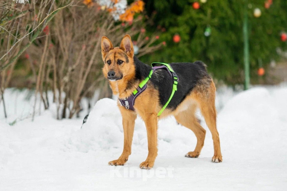 Собаки в Москве: Джой в поисках дома Мальчик, Бесплатно - фото 4