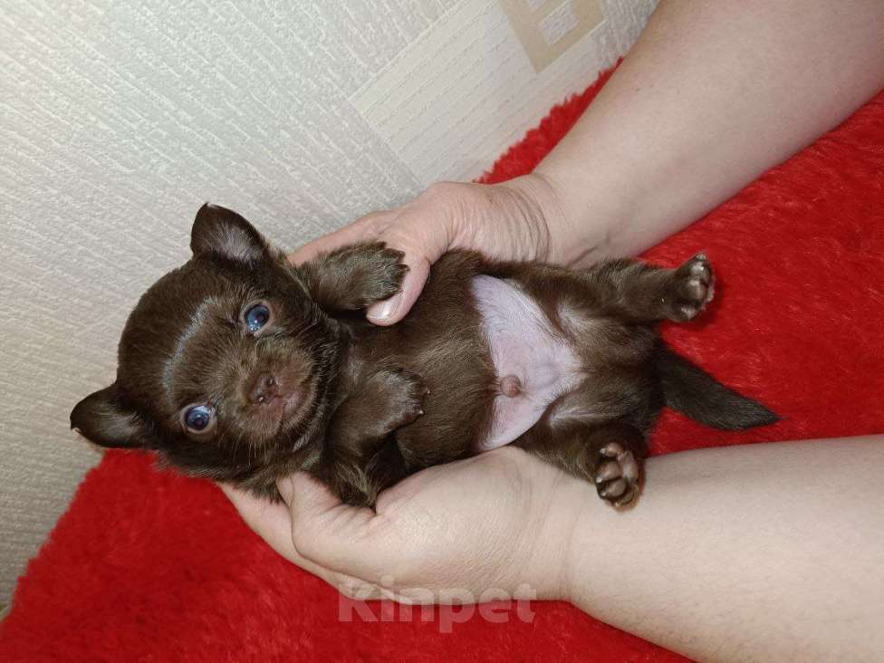 Собаки в Санкт-Петербурге: Шоколадный красавец  Мальчик, 80 000 руб. - фото 2