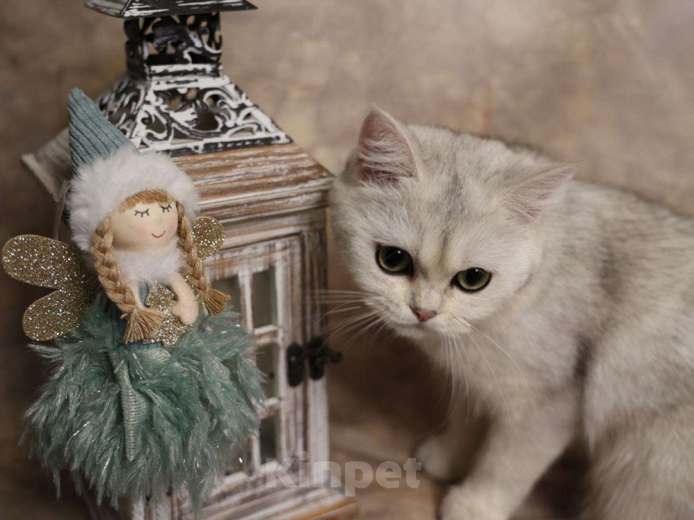 Кошки в Москве: Шотландский прямоухий короткошёрстный котёнок Девочка, 16 000 руб. - фото 9