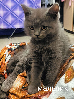 Продаются котята