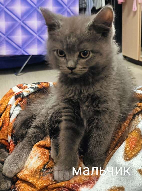 Кошки в Санкт-Петербурге: Продаются котята Разнополые, 12 000 руб. - фото 1