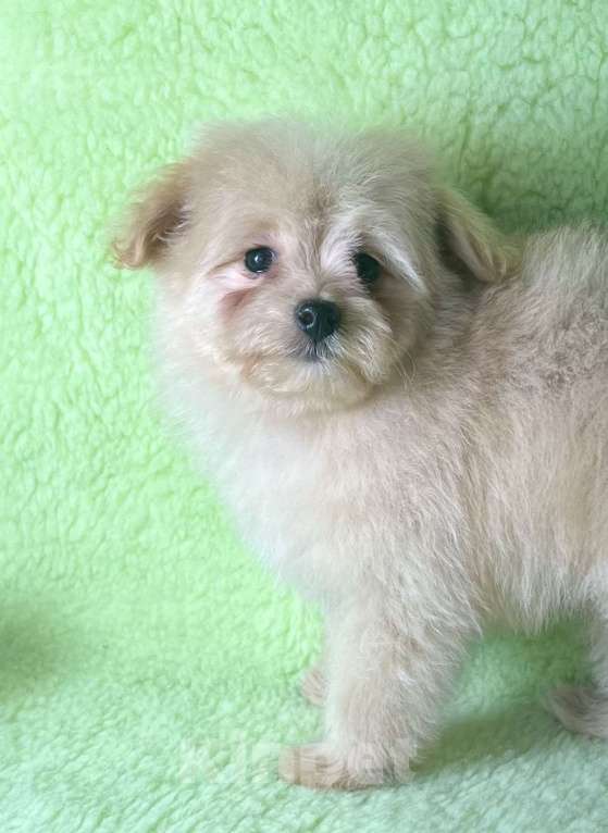 Собаки в Москве: Помапу девочка кремовая  Девочка, 35 000 руб. - фото 8