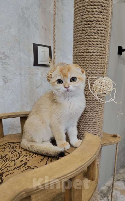Кошки в Казани: Шотландская вислоухая кошка Девочка, 35 000 руб. - фото 3