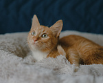 Кошки в Клине: Морис — добродушный рыжик, который принесёт в дом уют и радость Мальчик, Бесплатно - фото 8