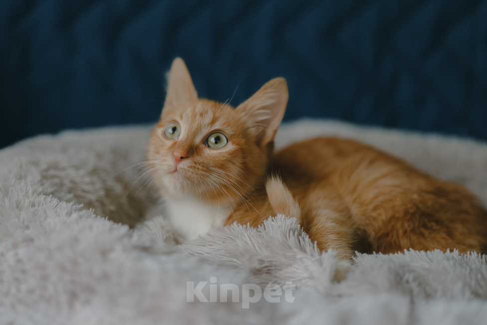 Кошки в Клине: Морис — добродушный рыжик, который принесёт в дом уют и радость Мальчик, Бесплатно - фото 8