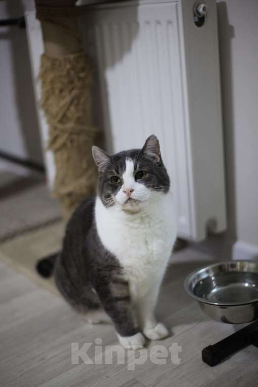 Кошки в Санкт-Петербурге: Серьезный кот ищет дом Мальчик, Бесплатно - фото 3