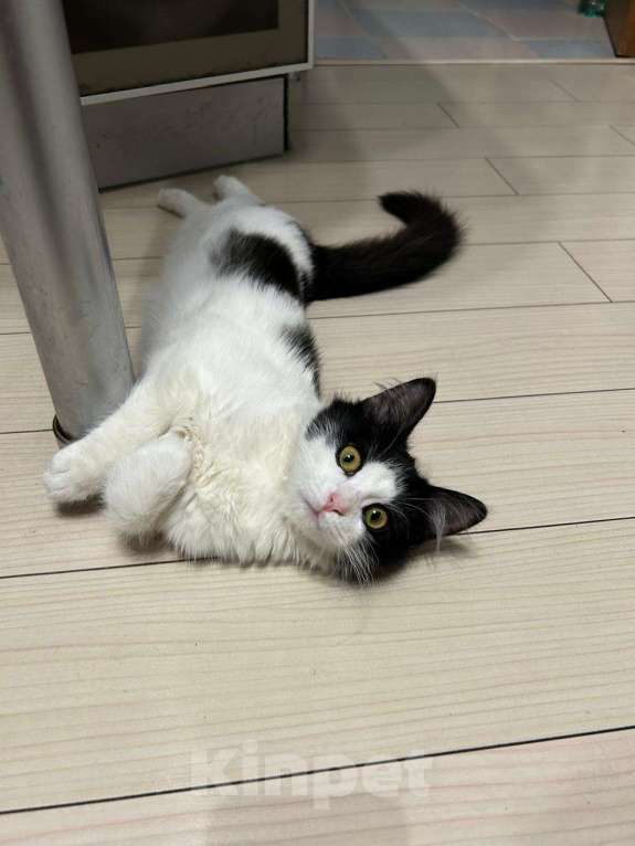 Кошки в Москве: Чудо-Бейси Девочка, Бесплатно - фото 3