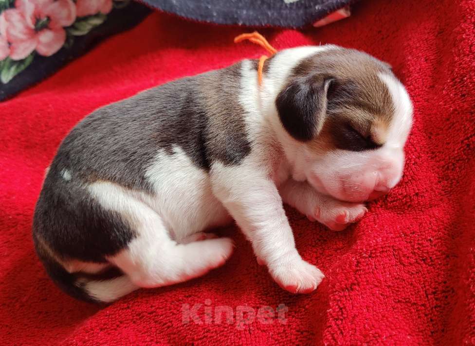 Собаки в Москве: Щенки бигля родились 01.03.2025. от клубных родителей с документами РКФОткрыто бронирование. Мальчик, 50 000 руб. - фото 8