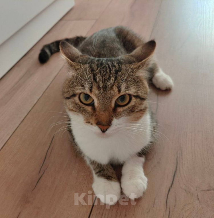 Кошки в Уфе: Ищет хозяина кот на передержке Мальчик, Бесплатно - фото 1
