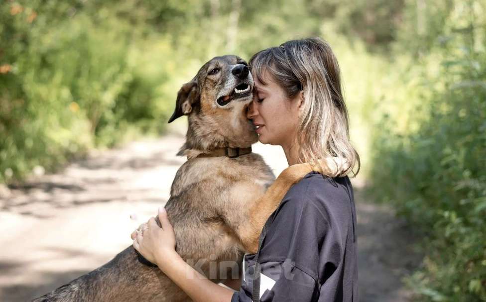 Собаки в Балашихе: Собака улыбака Бонька ищет дом Девочка, Бесплатно - фото 3