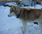 Собаки в Липецке: Хаски Вязка, 1 000 руб. - фото 4