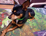 Собаки в Камышлове: Цвергпинчер (Карликовый пинчер) вязка, 800 руб. - фото 3