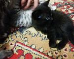 Кошки в Снежногорске: Котята в добрые руки, Бесплатно - фото 2
