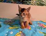 Кошки в Сальске: Абиссинские котята, 25 000 руб. - фото 6