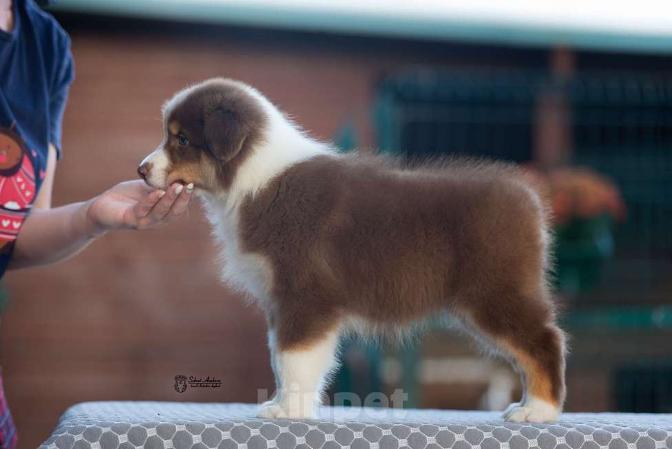 Собаки в Москве: австралийская овчарка аусси Девочка, 100 000 руб. - фото 2