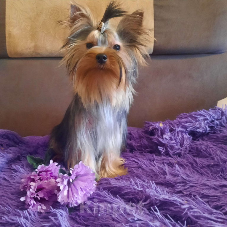 Собаки в Набережных Челнах: Пиксель Блек Стар с РКФ Мальчик, 70 000 руб. - фото 5